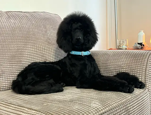 CKC REGISTERED STANDARD POODLE PUPS- Prairie Belle Poodles - Photo 5