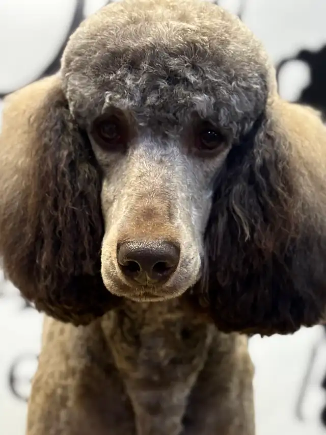 CKC REGISTERED STANDARD POODLE PUPS- Prairie Belle Poodles - Photo 7