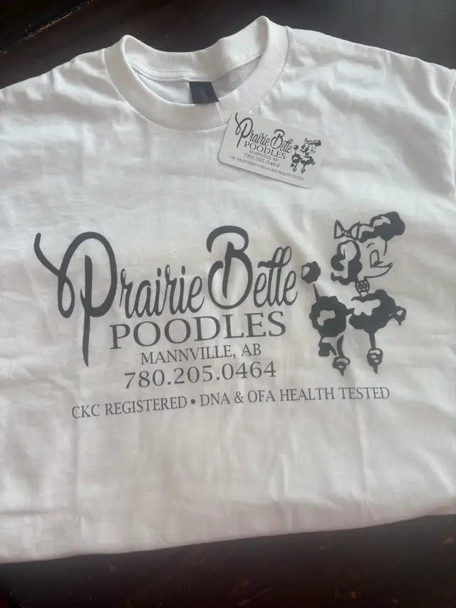 CKC REGISTERED STANDARD POODLE PUPS- Prairie Belle Poodles - Photo 10