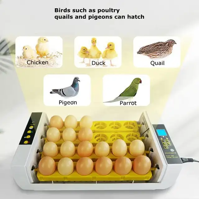 24 Egg Incubator Auto-Turning Temperature Control Hatcher 251125 - Photo 7