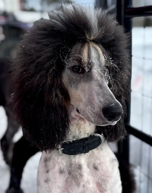 CKC Registered Standard Poodle Pups- Prairie Belle Poodles