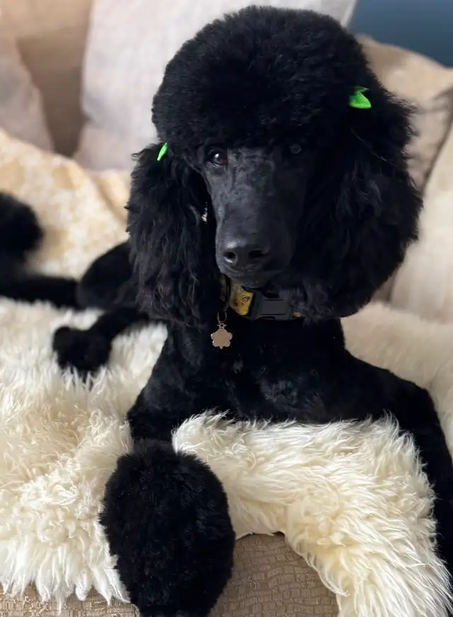 CKC Registered Standard Poodle Pups- Prairie Belle Poodles - Photo 2