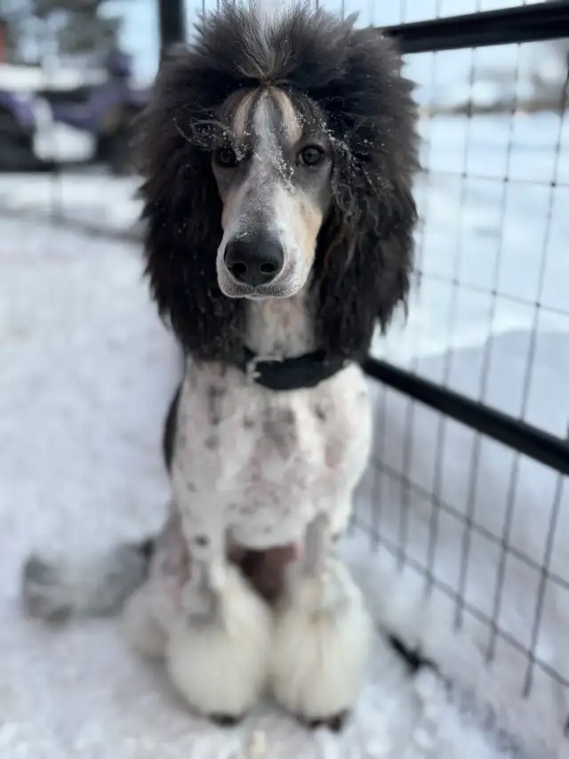 CKC Registered Standard Poodle Pups- Prairie Belle Poodles - Photo 3