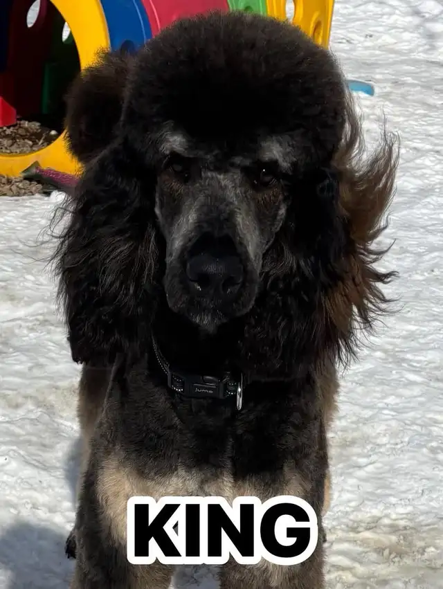 CKC Registered Standard Poodle Pups- Prairie Belle Poodles - Photo 5