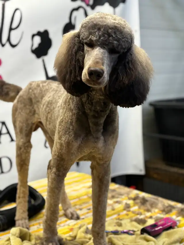 CKC Registered Standard Poodle Pups- Prairie Belle Poodles - Photo 8