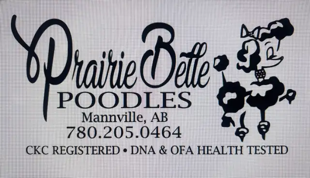 CKC Registered Standard Poodle Pups- Prairie Belle Poodles - Photo 9