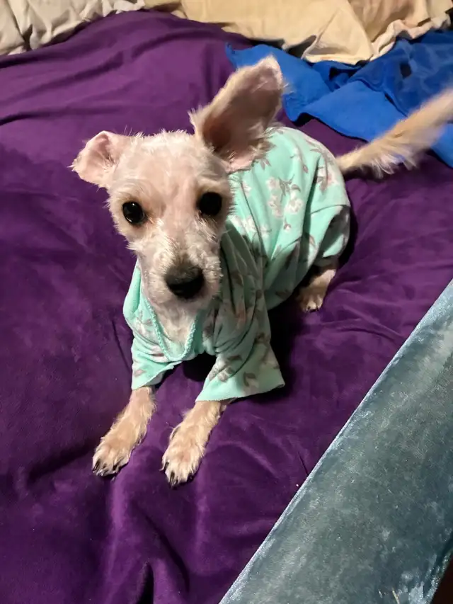 Yorkie mix - Photo 2