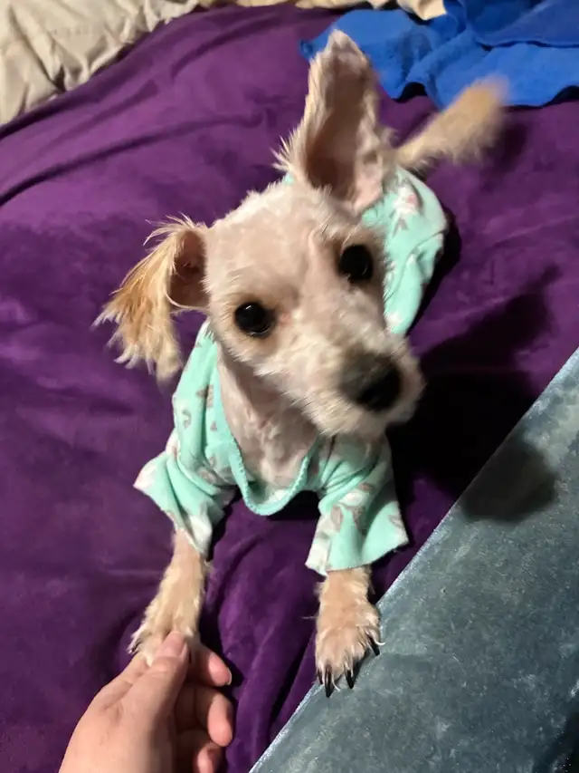 Yorkie mix - Photo 3