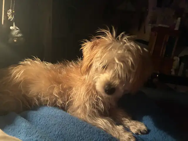 Yorkie mix - Photo 4