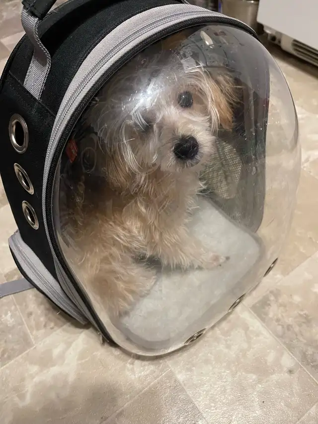 Yorkie mix - Photo 5