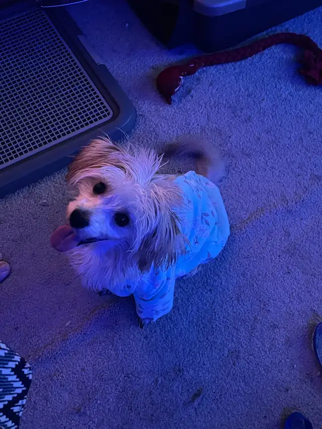 Yorkie mix - Photo 6