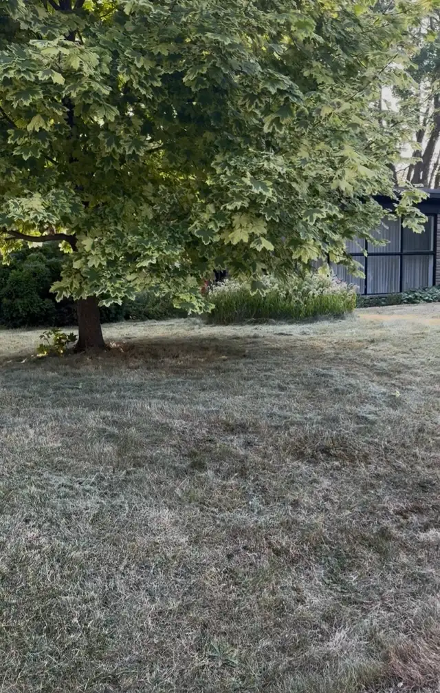 Entretien de Pelouse Fiable et Abordable