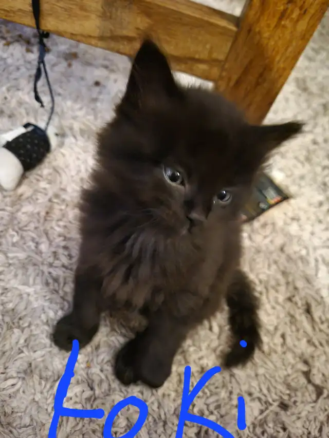 Kittens to go to a forever home