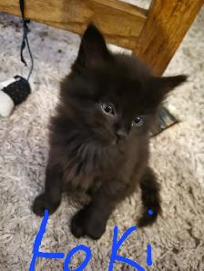 Kittens to go to a forever home