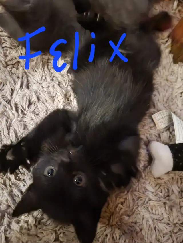 Kittens to go to a forever home - Photo 2