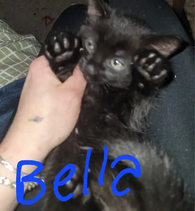 Kittens to go to a forever home - Photo 3