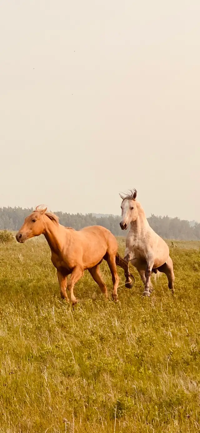 Standing at Stud - Photo 2