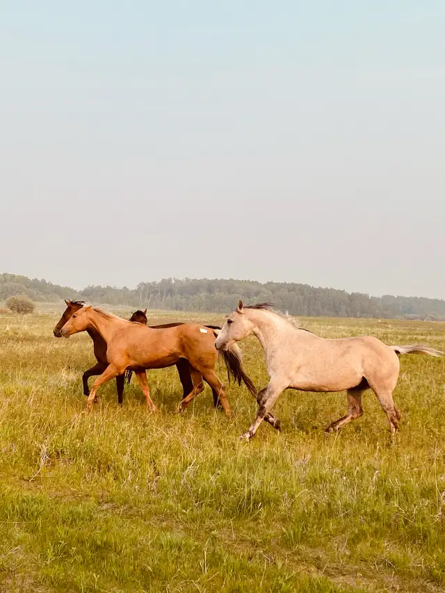 Standing at Stud - Photo 3