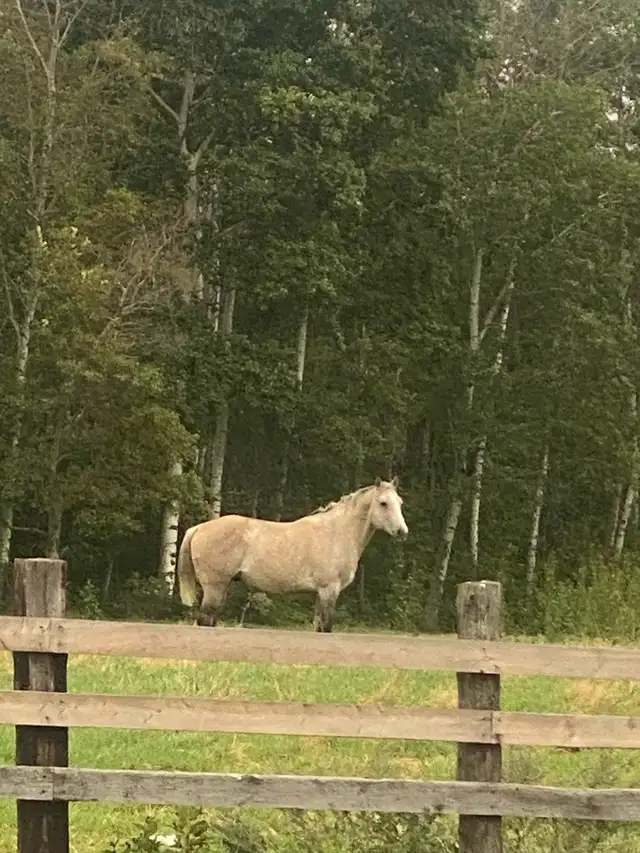 Standing at Stud - Photo 5