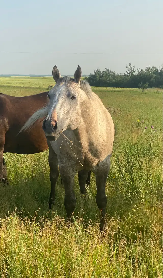 Standing at Stud - Photo 6