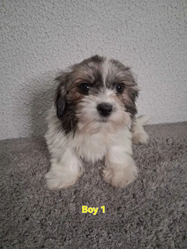 Shihpoo Puppies