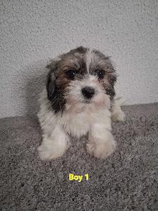 Shihpoo Puppies