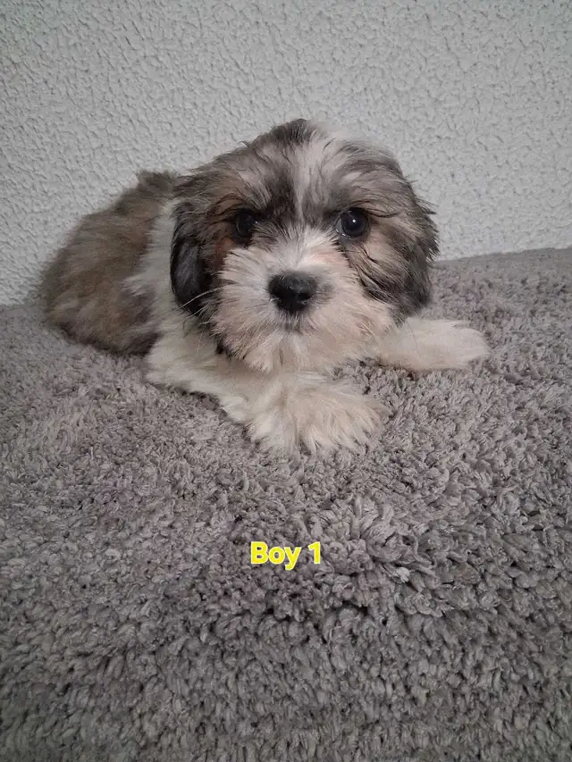 Shihpoo Puppies - Photo 2