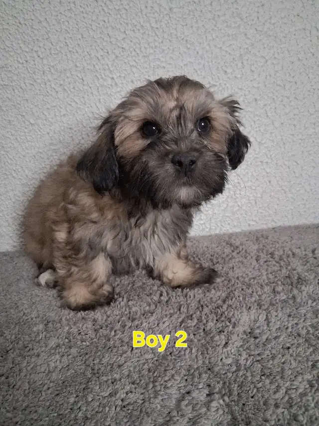 Shihpoo Puppies - Photo 3