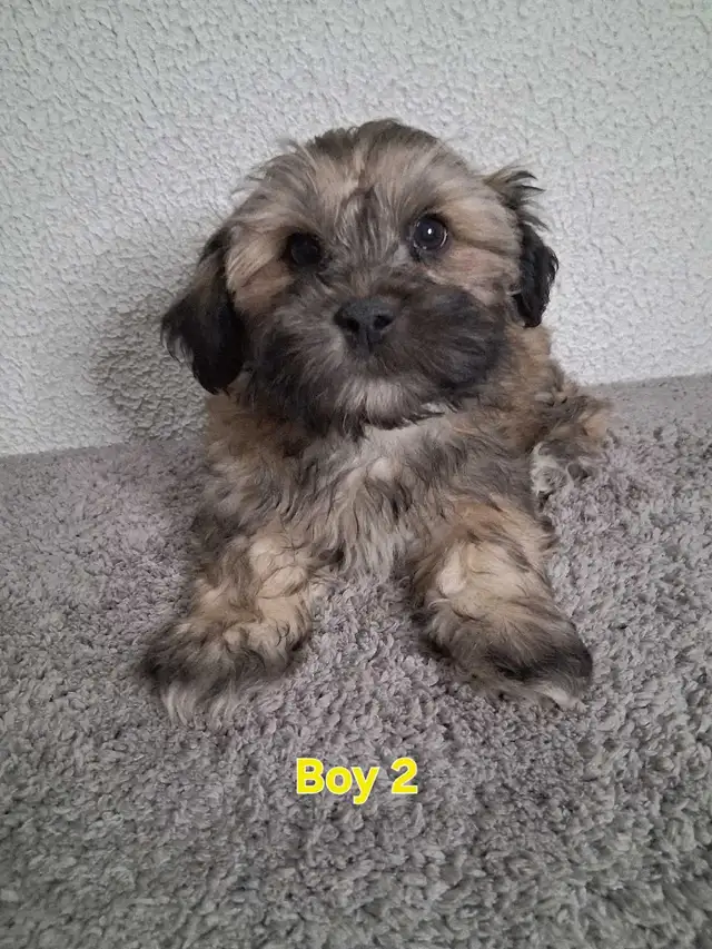 Shihpoo Puppies - Photo 4