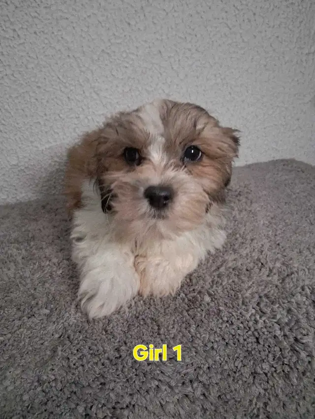 Shihpoo Puppies - Photo 5