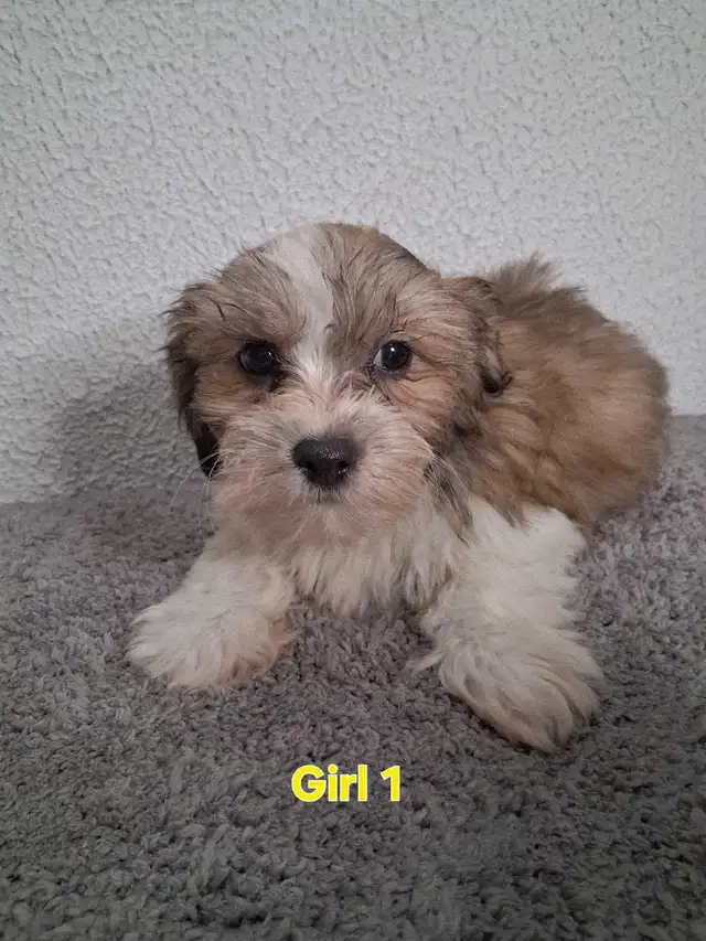 Shihpoo Puppies - Photo 6
