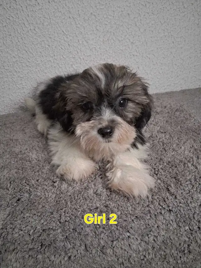 Shihpoo Puppies - Photo 7