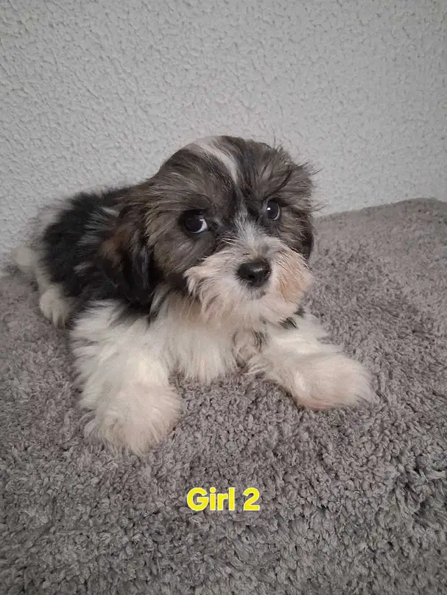 Shihpoo Puppies - Photo 8