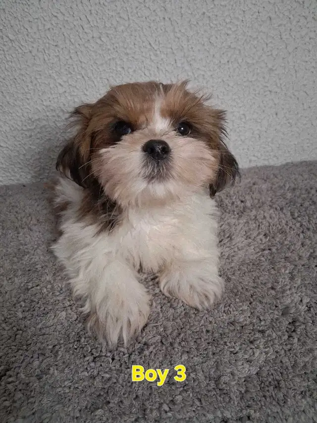 Shihpoo Puppies - Photo 9