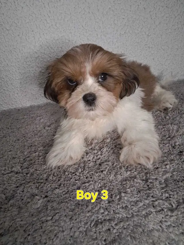 Shihpoo Puppies - Photo 10