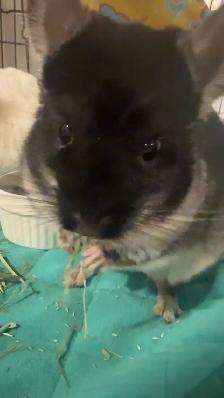 2 CHINCHILLA (mâle)  tout accessoires