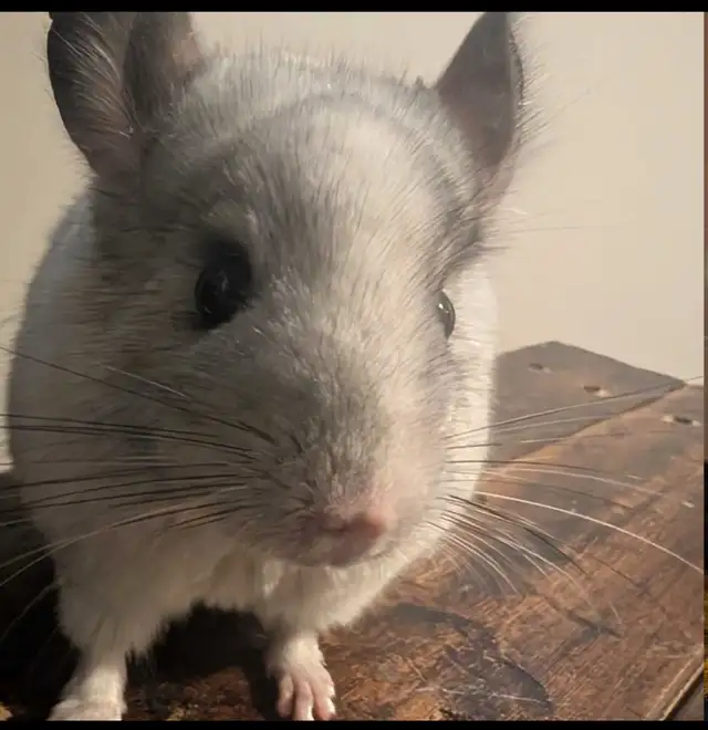 2 CHINCHILLA (mâle)  tout accessoires - Photo 2