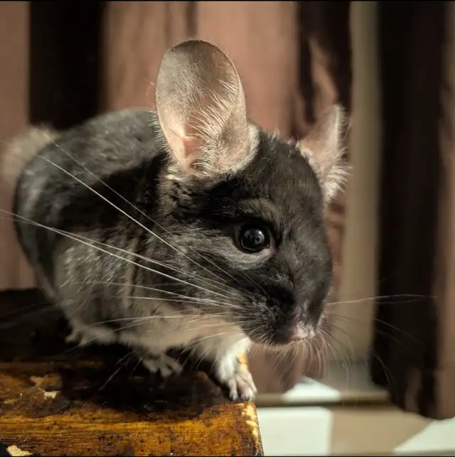 2 CHINCHILLA (mâle)  tout accessoires - Photo 3