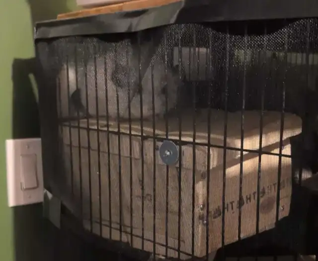 2 CHINCHILLA (mâle)  tout accessoires - Photo 4