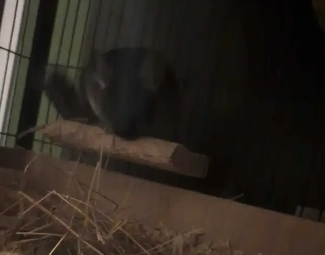 2 CHINCHILLA (mâle)  tout accessoires - Photo 5