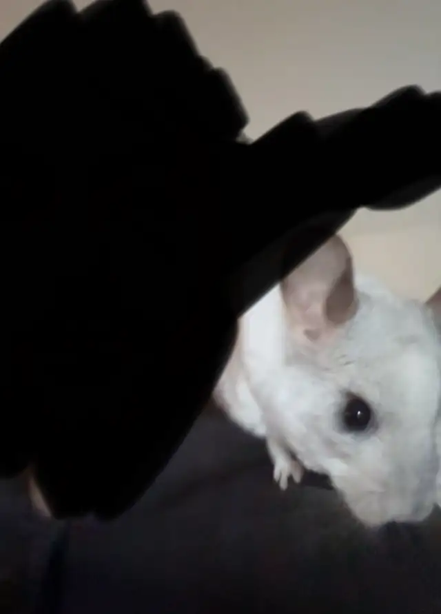 2 CHINCHILLA (mâle)  tout accessoires - Photo 6