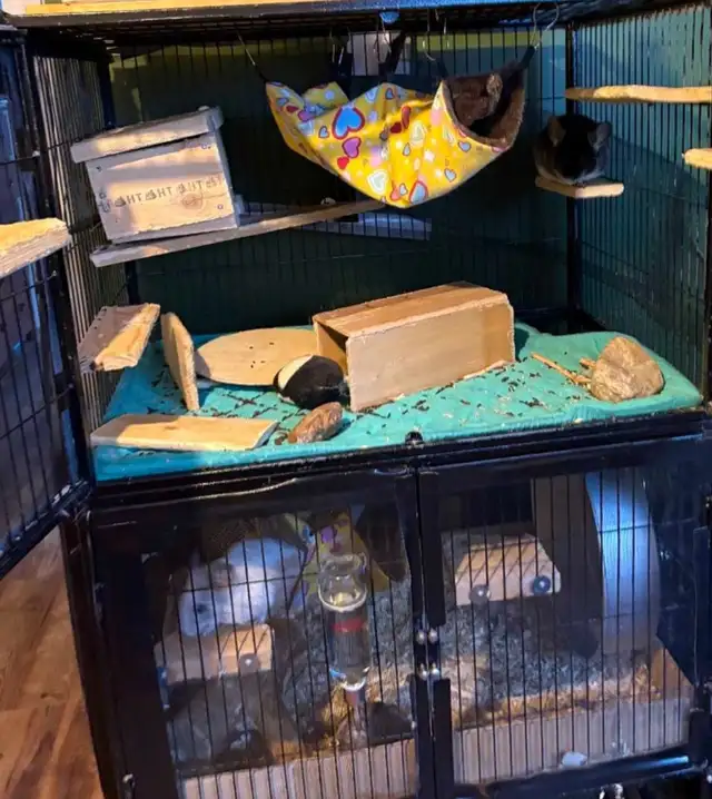 2 CHINCHILLA (mâle)  tout accessoires - Photo 7