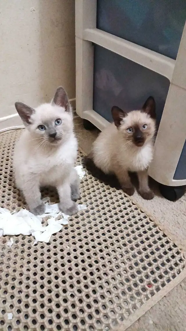 PUREBRED SIAMESE 2 left