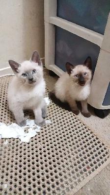PUREBRED SIAMESE 2 left