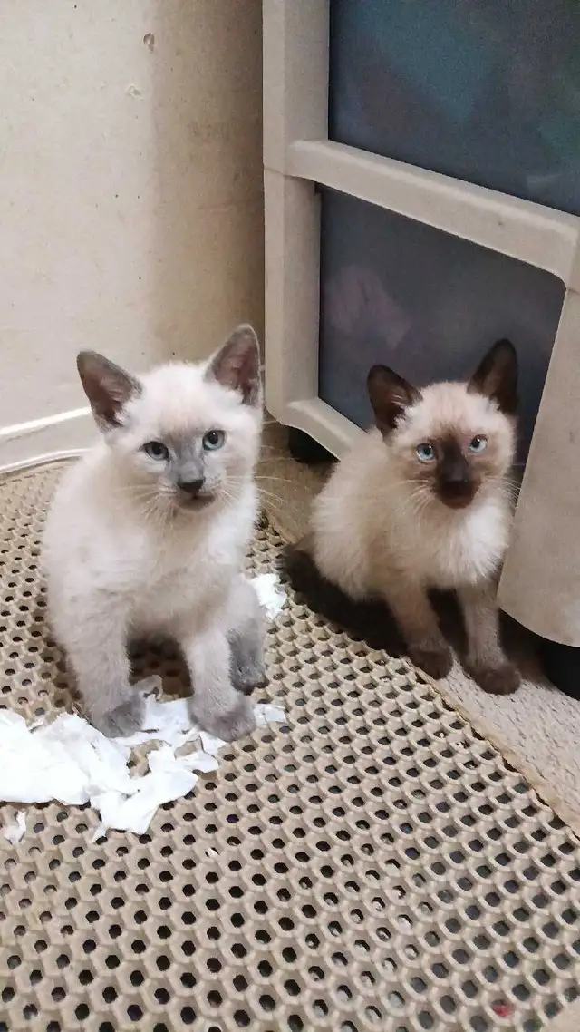 PUREBRED SIAMESE 2 left - Photo 2