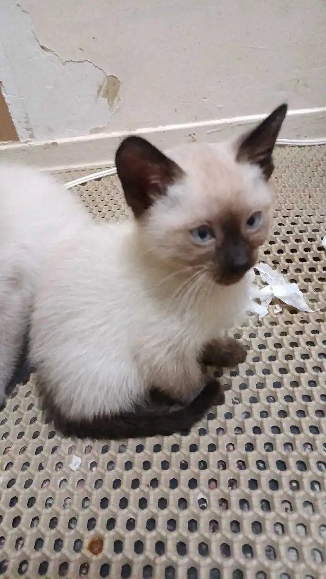 PUREBRED SIAMESE 2 left - Photo 4