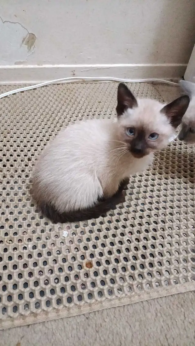 PUREBRED SIAMESE 2 left - Photo 6