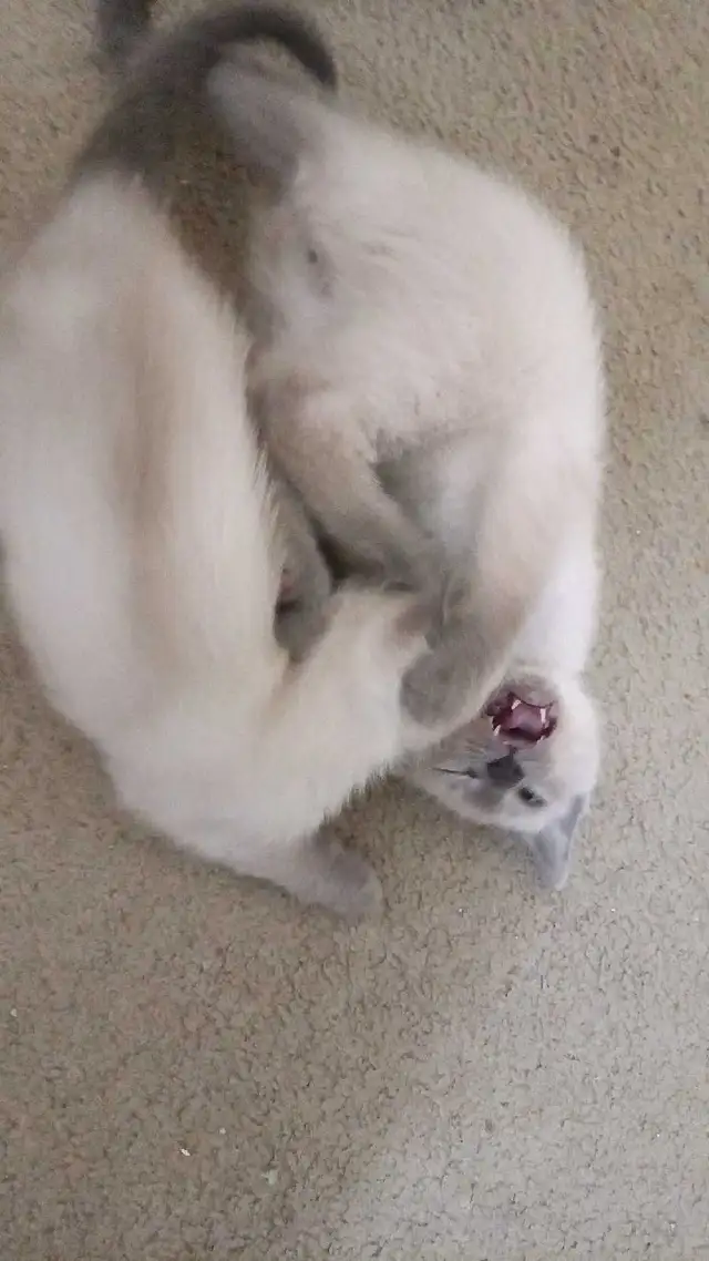 PUREBRED SIAMESE 2 left - Photo 7