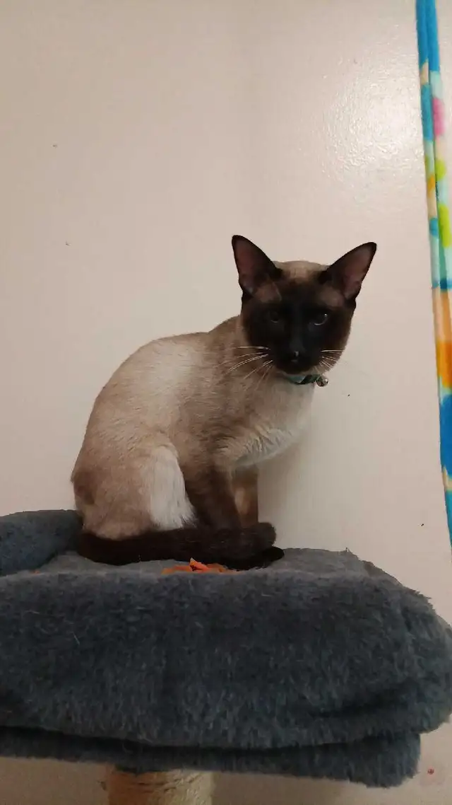 PUREBRED SIAMESE 2 left - Photo 9