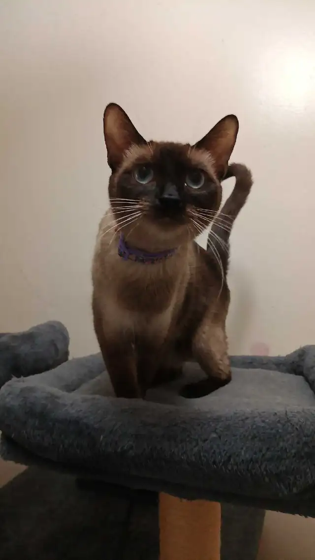 PUREBRED SIAMESE 2 left - Photo 10